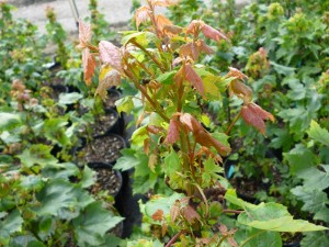 Potato Leafhopper- Acer rubrum9