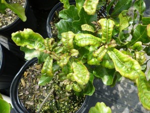 Potato Leafhopper- Quercus marilandica1