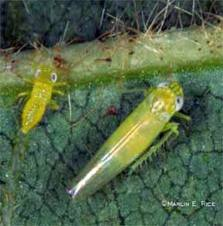 Potato Leafhopper Adult & Nymph