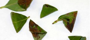 Teepee shelters containing Blueberry Leafminer
