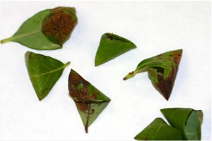 Teepee shelters containing Blueberry Leafminer