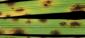 Leaf spots caused by Bipolaris sorokiniana on perennial ryegrass leaves. Photo: Sabrina Tirpak, Rutgers PDL