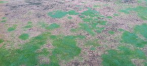 Lance nematode damage. Photo: Joe Gulotti, Caveliers Country Club