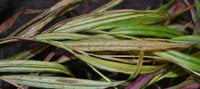 Gray leaf spot on Japanese Hakone grass. Photo: Sabrina Tirpak, Rutgers PDL