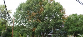 Bacterial leaf scorch infected oak. Photo: Richard Buckley, Rutgers PDL