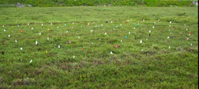 Experiment testing efficacy of insecticides agains Spargaothis fruit worm and spotted fireworm larvae.
