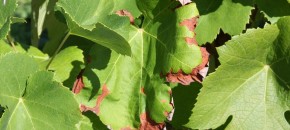 Fig 1 Captan induced Leaf Necrosis in Grape