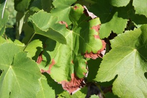 Fig 1 Captan induced Leaf Necrosis in Grape