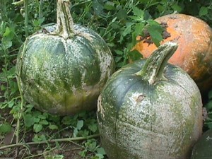 White speck lesions covering pumpkin