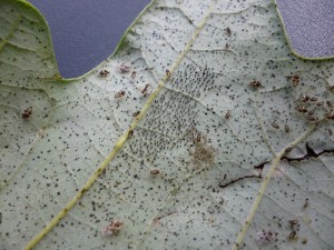 Oak Lace Bug & Many Sign Types 