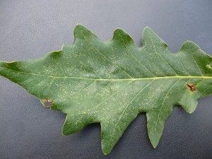 Oak Lace Bug Mild Symptoms
