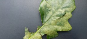 Oak Lace Bug Severe Symptoms