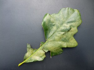 Oak Lace Bug Severe Symptoms