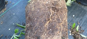 Oriental Beetle Grubs & Nursery Containers