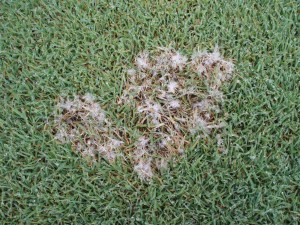 Active dollar spot in the morning dew. Photo: Richard Buckley, Rutgers PDL