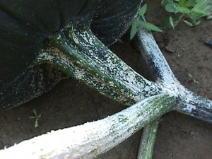 White speck on vine and stem of infected pumpkin plant