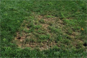 Perennial ryegrass in low-maintenance seed mixture is selectively killed by gray leaf spot. Photo: Richard Buckley, Rutgers PDL