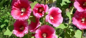 Alcea rosea flowers and seedpods. Photo: Stan Sheds, Spring Preserve Gardens