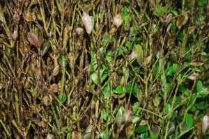 Black stem lesions caused by boxwood blight. Photo: Richard Buckley, Rutgers PDL
