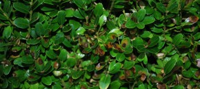 Classic boxwood blight leaf lesions. Photo: Richard Buckley, Rutgers PDL