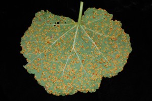 Telia of Puccinia malvaceraum on underside of infected leaf. Photo: Sabrina Tirpak, Rutgers PDL