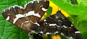 Hawaiian Beet Webworm Moth