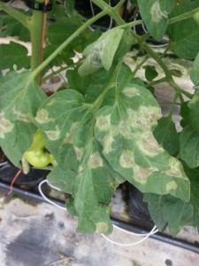 Late blight in Greenhouse Tomato
