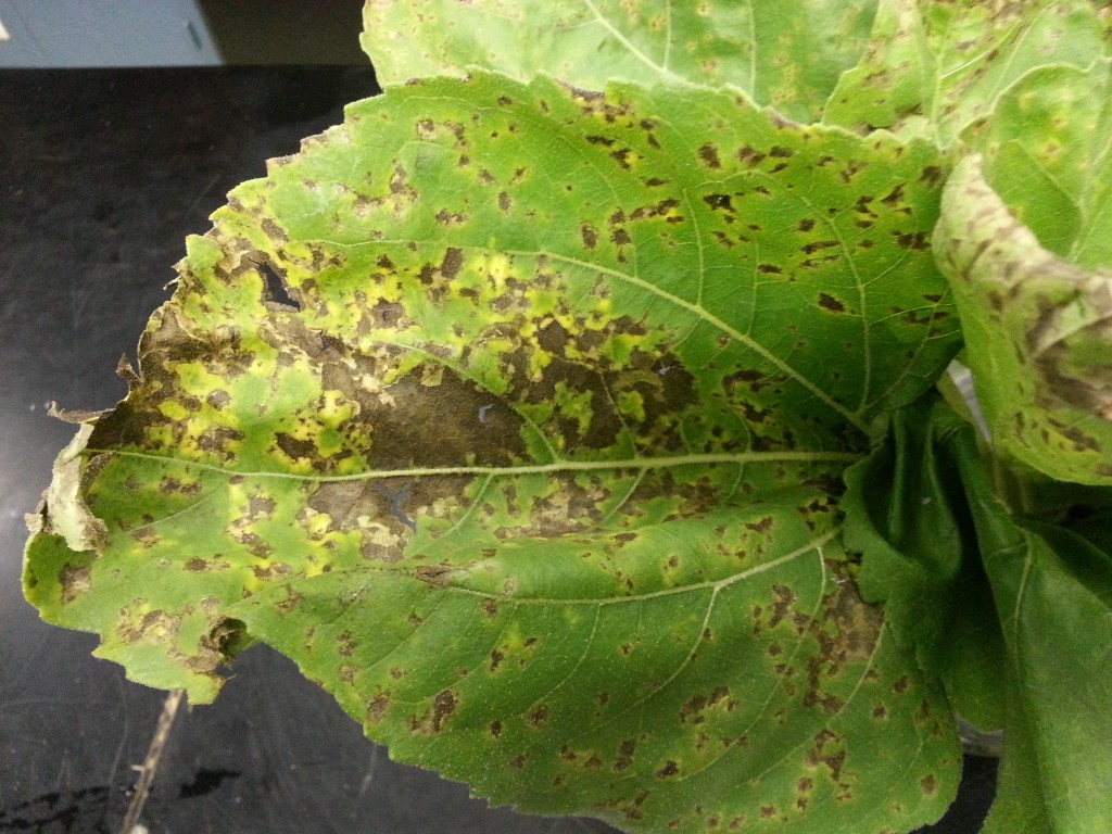 Vegetable Diseases Of The Week – 9 13 13 — Plant & Pest Advisory