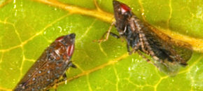 Fig 1: Sharp-nosed leafhopper adult