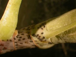 Tuliptree Scales & Overwintering 2nd Instar Nymphs 