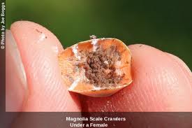 Magnolia Scale Crawlers Under Female osu.edu
