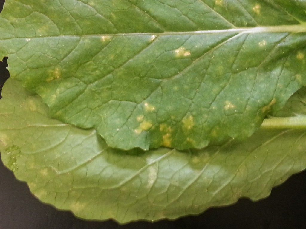 Vegetable Diseases of the Week 9/13/13 — Plant & Pest Advisory