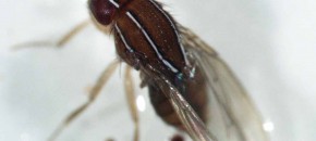 Zaprionus Oblique Small