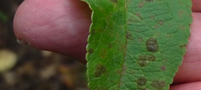 Apple scab