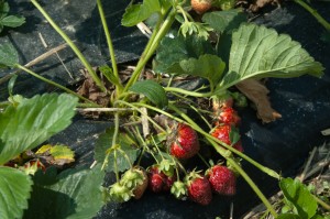 Infected strawberry plants