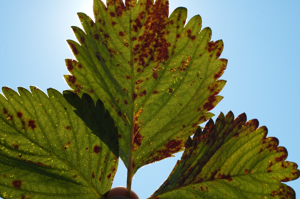 Angular Leaf Spot in Strawberries — Plant & Pest Advisory