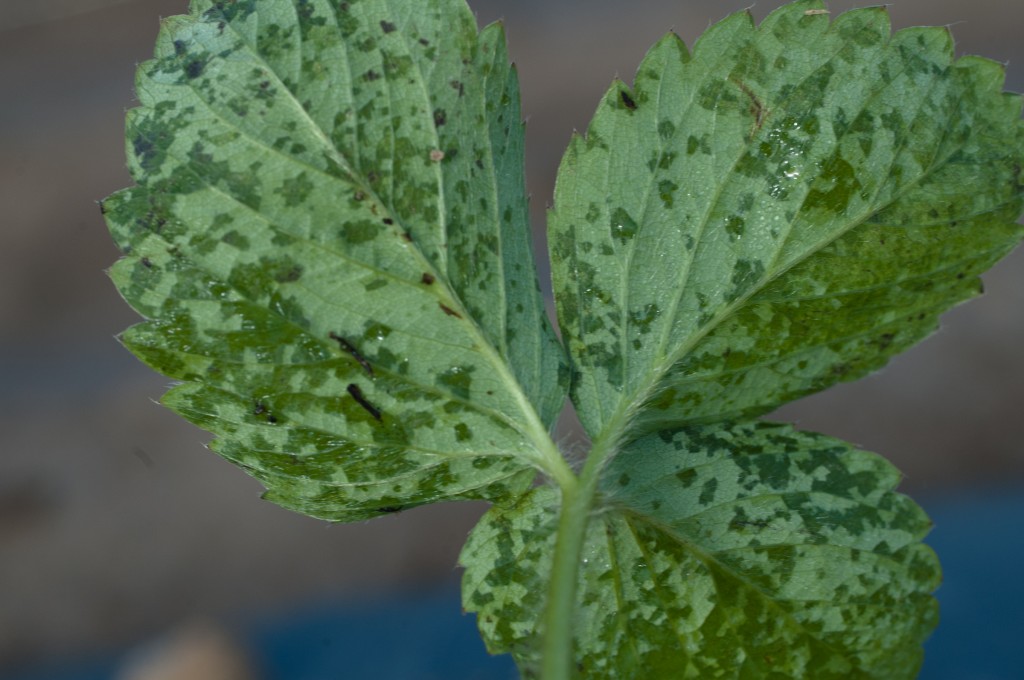 Angular Leaf Spot in Fall Transplanted-Strawberries — Plant & Pest Advisory