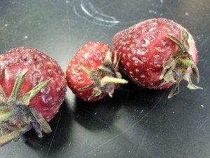 Infected strawberries