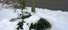 "Skip Laurel" buried by snow. Photo: Richard Buckley, Rutgers PDL