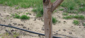 SW Injury on Peach