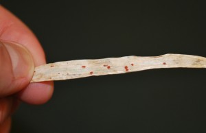 Small red sclerotia of Typhula incarnate on blighted leaf. Photo: Sabrina Tirpak, Rutgers PDL