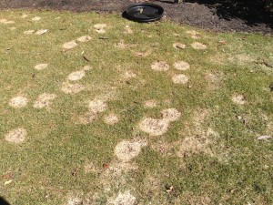 Gray snow mold in mixed landscape turf. Photo: Lou Hicks, Caffrey Tree & Landscaping, LLC.