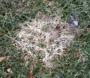 Gray snow mold. Note the matted leaf blades and traces of fungal mycelium. Photo: Richard Buckley, Rutgers PDL