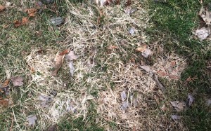 Gray snow mold patches coalesce into larger areas of unthrifty turf. Photo: Richard Buckley, Rutgers PDL