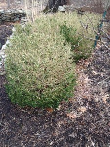 Deer damaged boxwood after a snowy winter. Photo: Chris Brown, Fairway Green