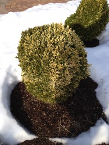 Winter damage of boxwood. Everything causes boxwood to turn brown! Photo: Richard Buckley, Rutgers PDL