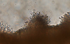 Microdochium nivale sporodochia with conidia. Photo: Sabrina Tirpak, Rutgers PDL