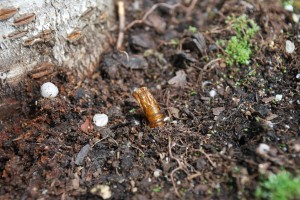 Pupal exuviae is left behind as adult peachtree borers emerge from the soil. Photo: Richard Buckley, Rutgers PDL