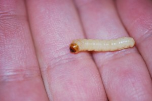Peachtree borer larvae. Photo: Sabrina Tirpak, Rutgers PDL