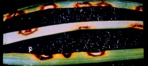 Leaf Spot of Kentucky Bluegrass